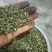 云南昭通永善青花椒