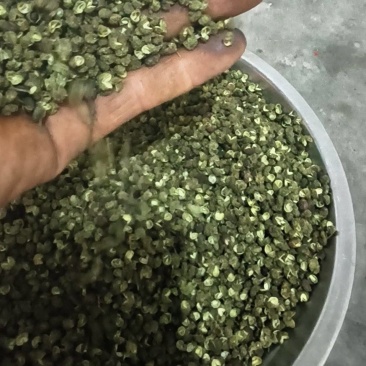 云南昭通永善青花椒