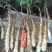 铁棍山药原种豆苗嘴子栽子鲜货预定