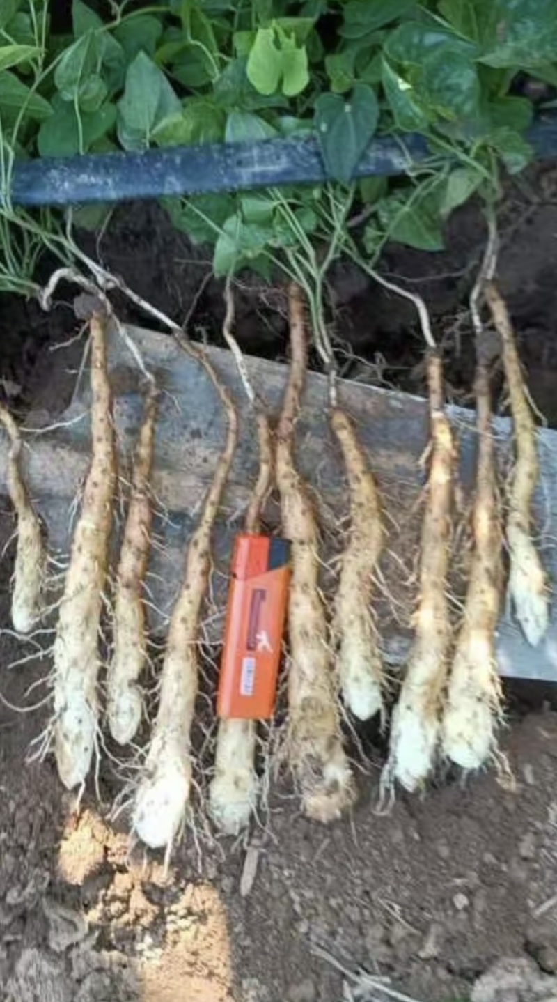 铁棍山药原种豆苗嘴子栽子鲜货预定