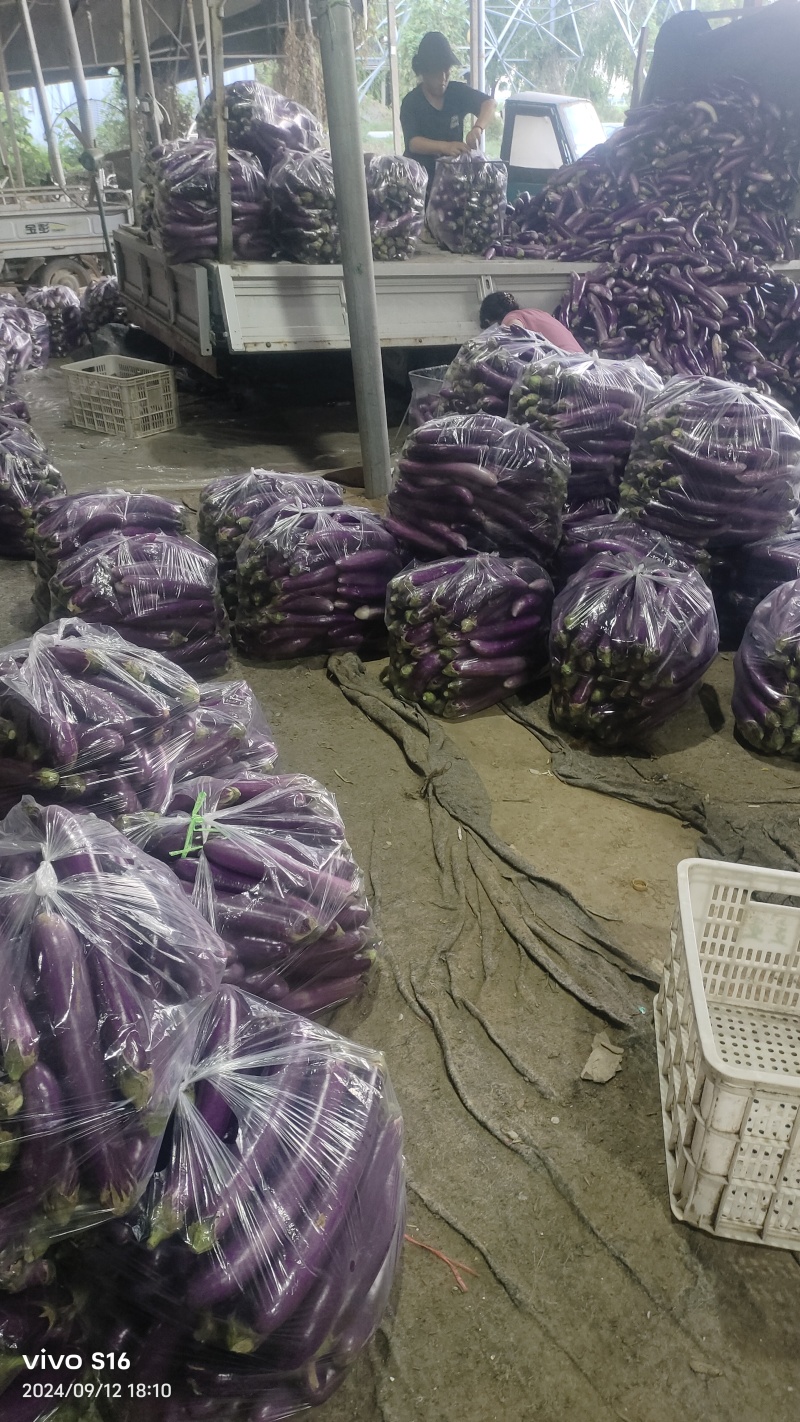 逛街产地广西，大量供货中，带发全国发，全国各地可提供各