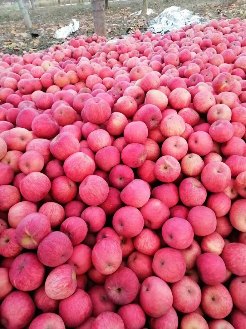 苹果秦脆苹果基地供应量大质优价优一手货源欢迎采购