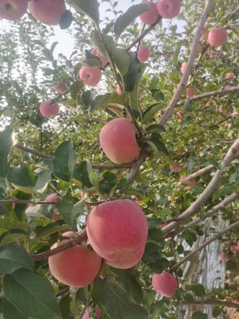 苹果秦脆苹果基地供应量大质优价优一手货源欢迎采购