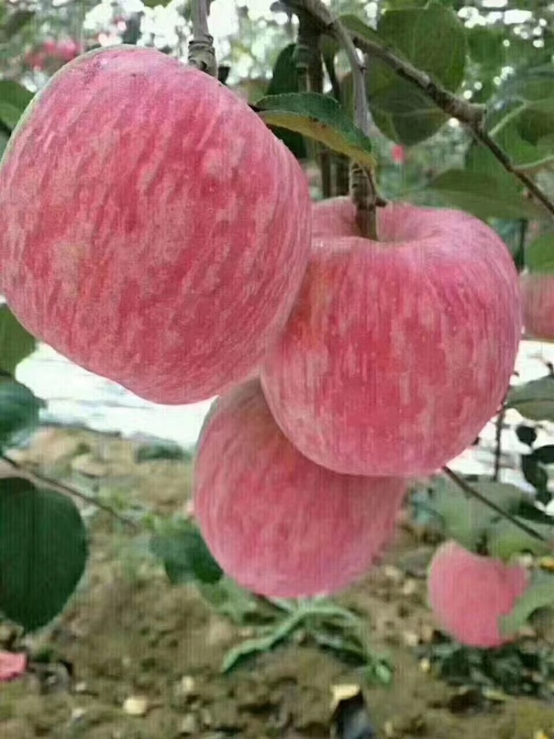 苹果秦脆苹果基地供应量大质优价优一手货源欢迎采购