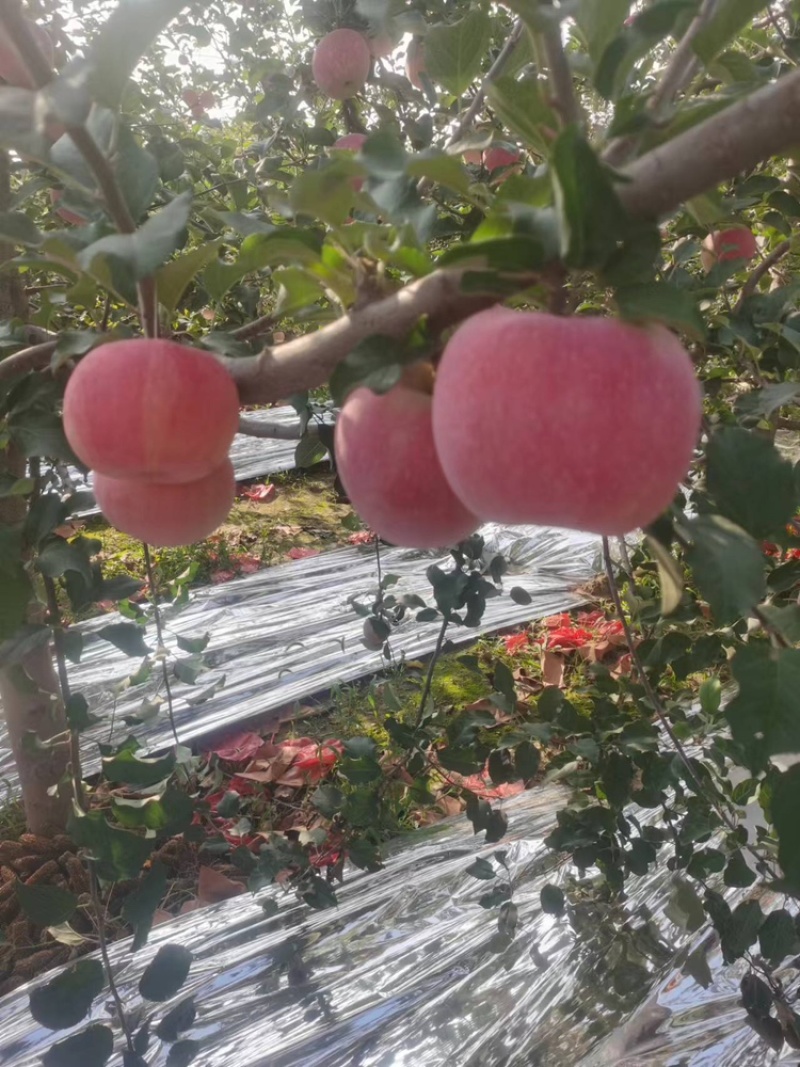 苹果秦脆苹果基地供应量大质优价优一手货源欢迎采购