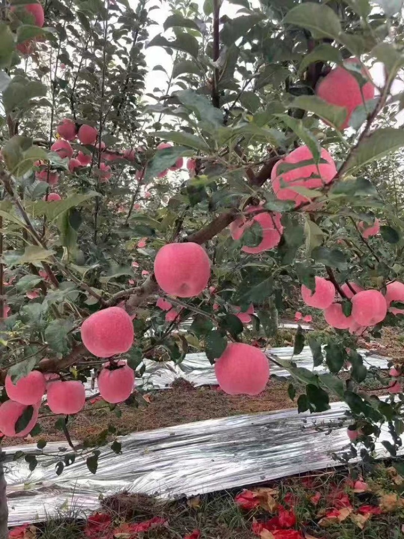 苹果秦脆苹果基地供应量大质优价优一手货源欢迎采购