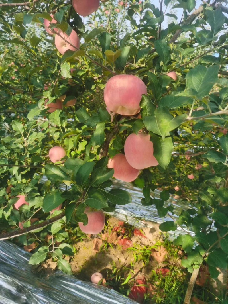 苹果秦脆苹果基地供应量大质优价优一手货源欢迎采购