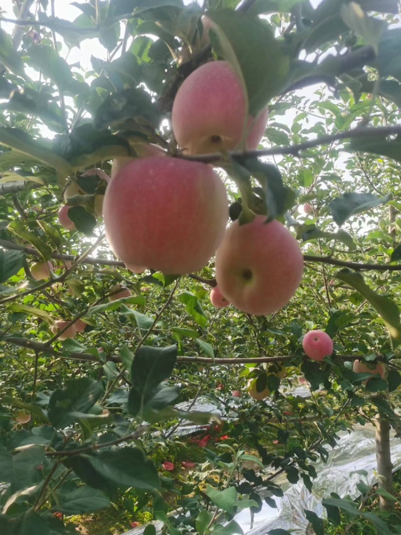 苹果秦脆苹果基地供应量大质优价优一手货源欢迎采购