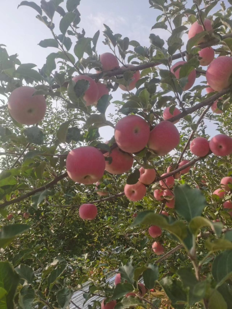 苹果秦脆苹果基地供应量大质优价优一手货源欢迎采购