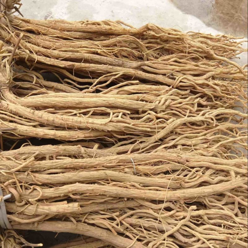 甘肃关防风精品防风大量供货品质保证诚信合作