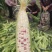 产地花糯大量供货中，货多量大代发全国各地。提供各种包装。