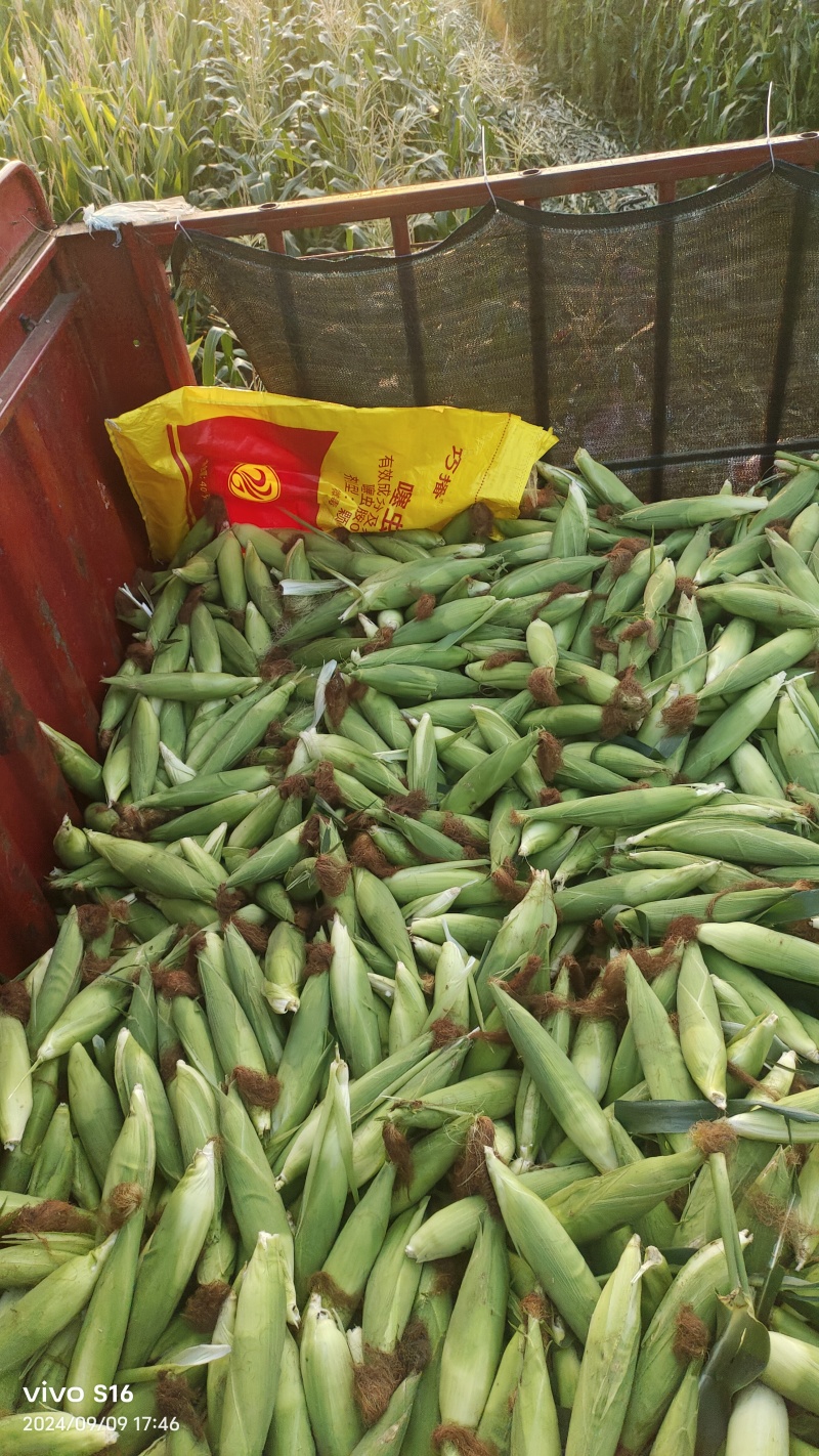 产地花糯大量供货中，货多量大代发全国各地。提供各种包装。