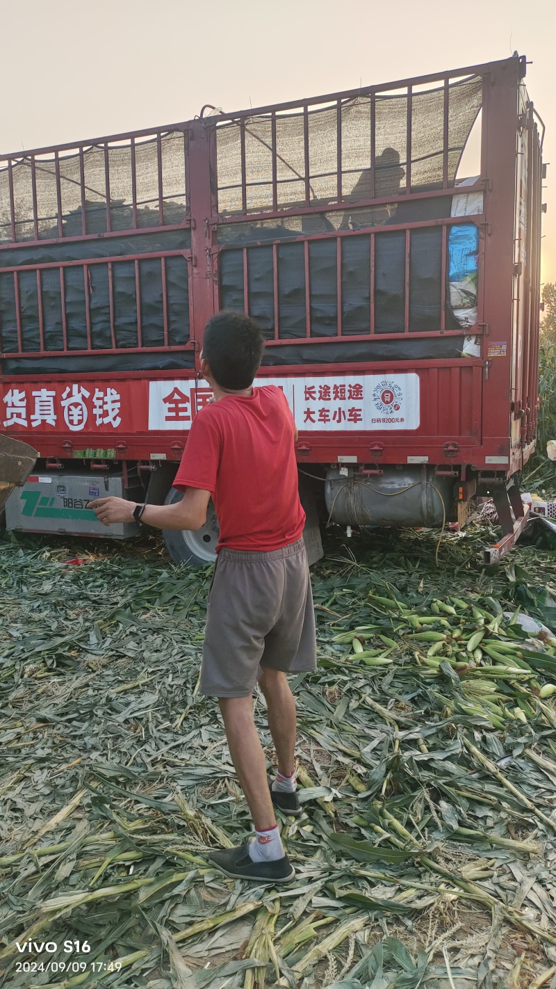 产地花糯大量供货中，货多量大代发全国各地。提供各种包装。