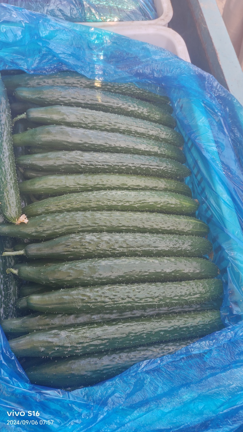 产地黄瓜大量供货，提供各种包装。批发市场电商，大量供货。