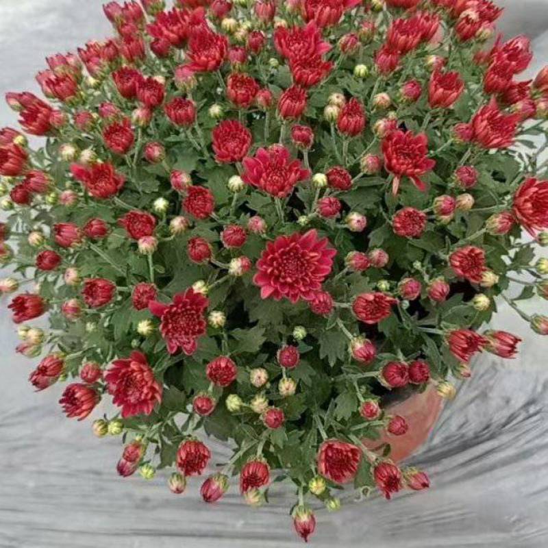 球菊