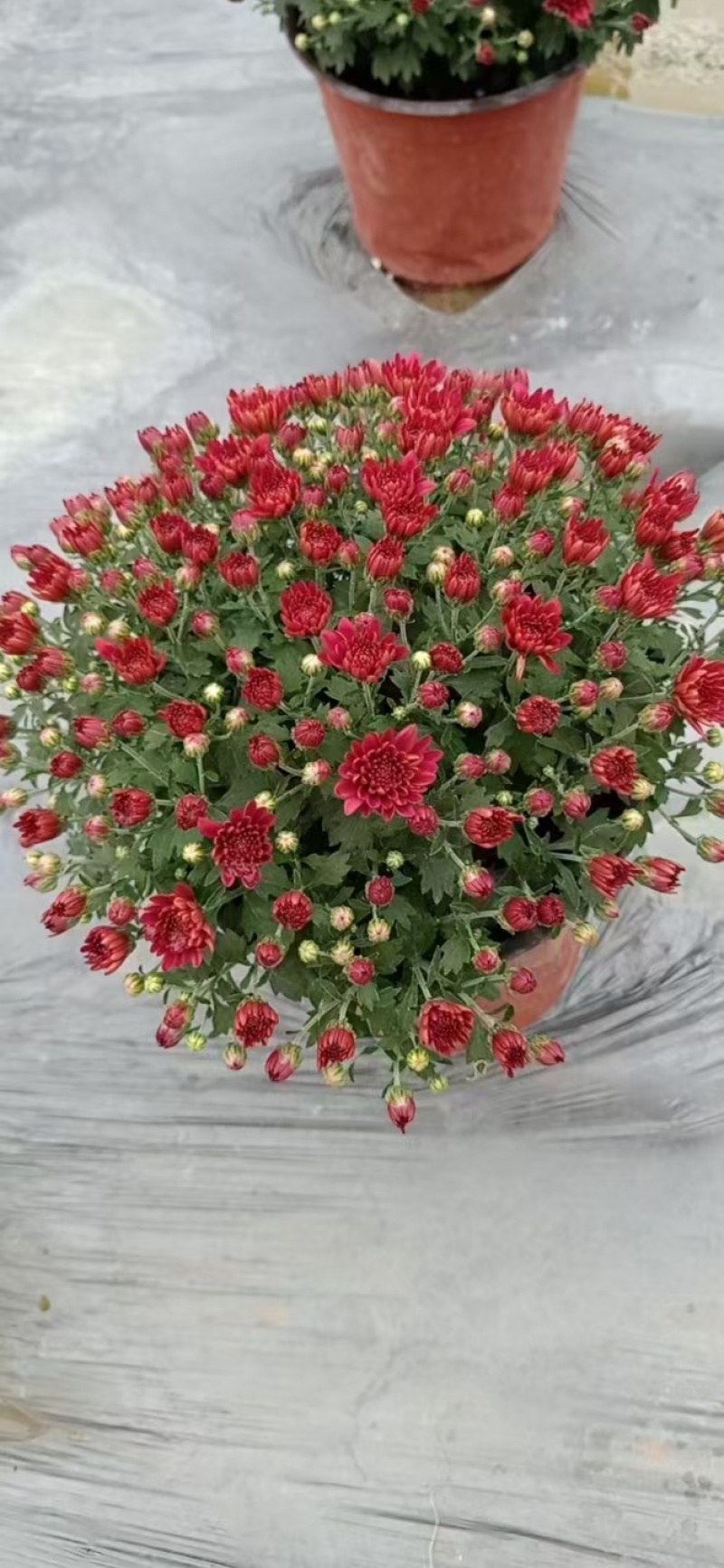球菊