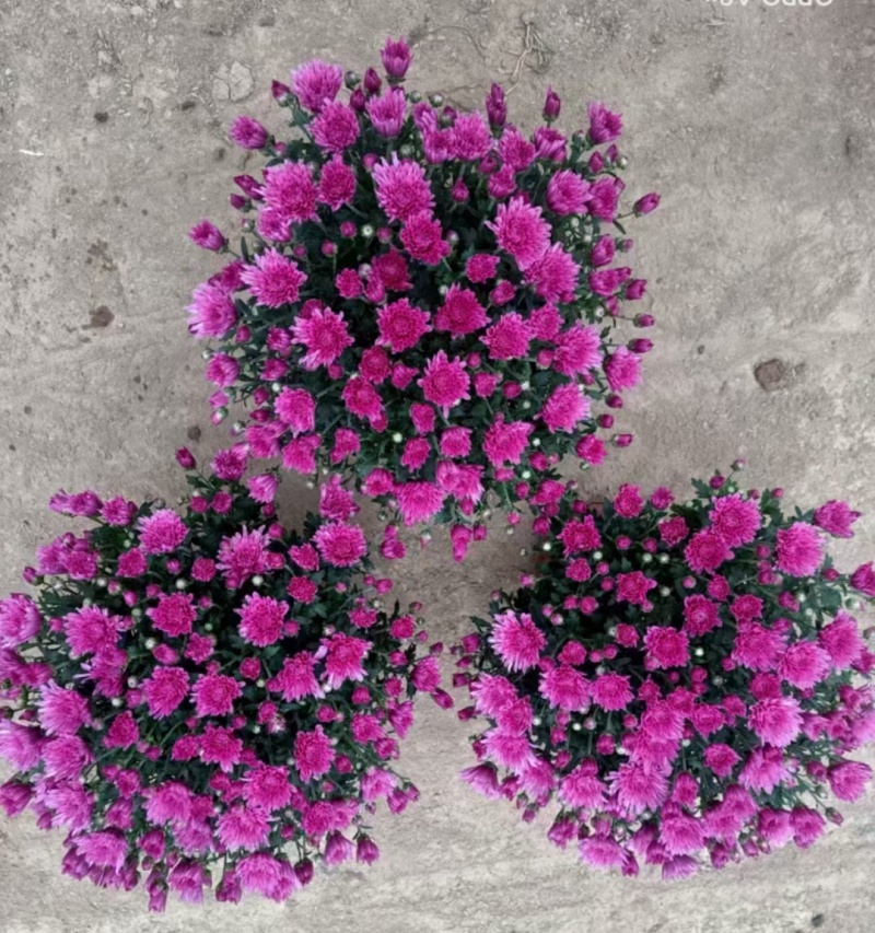 球菊
