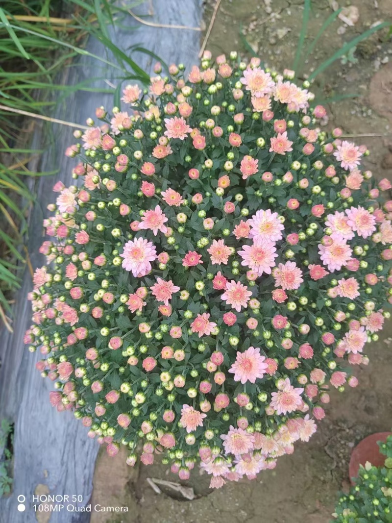 球菊