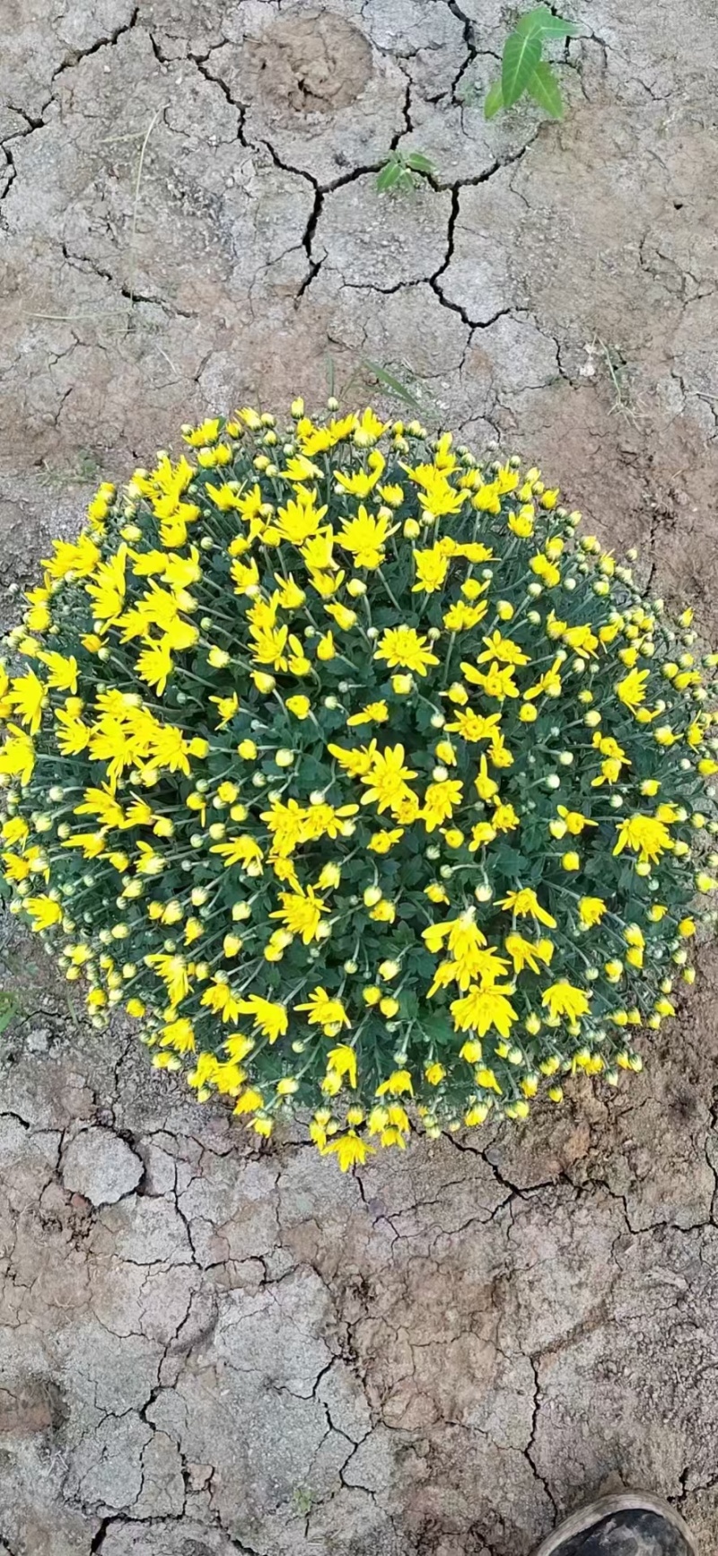 球菊