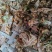 干花菜，有脱水烘干花菜，朵型饱满，黄亮剔透