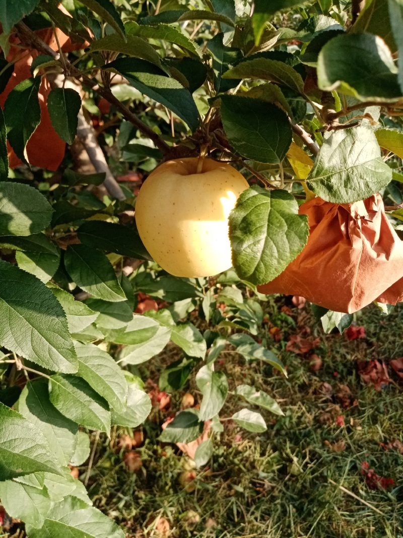 桃，香甜可口，美味无穷，质量优等，顾客之上，物美廉价！