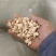 甘肃黄芪各规格都有自产自销假一赔十欢迎联系