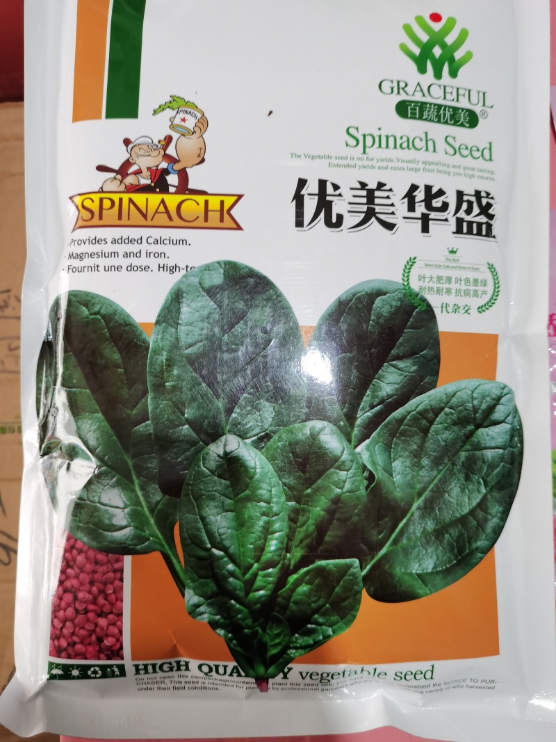 优美华盛耐寒菠菜种子一代杂交墨绿叶叶厚