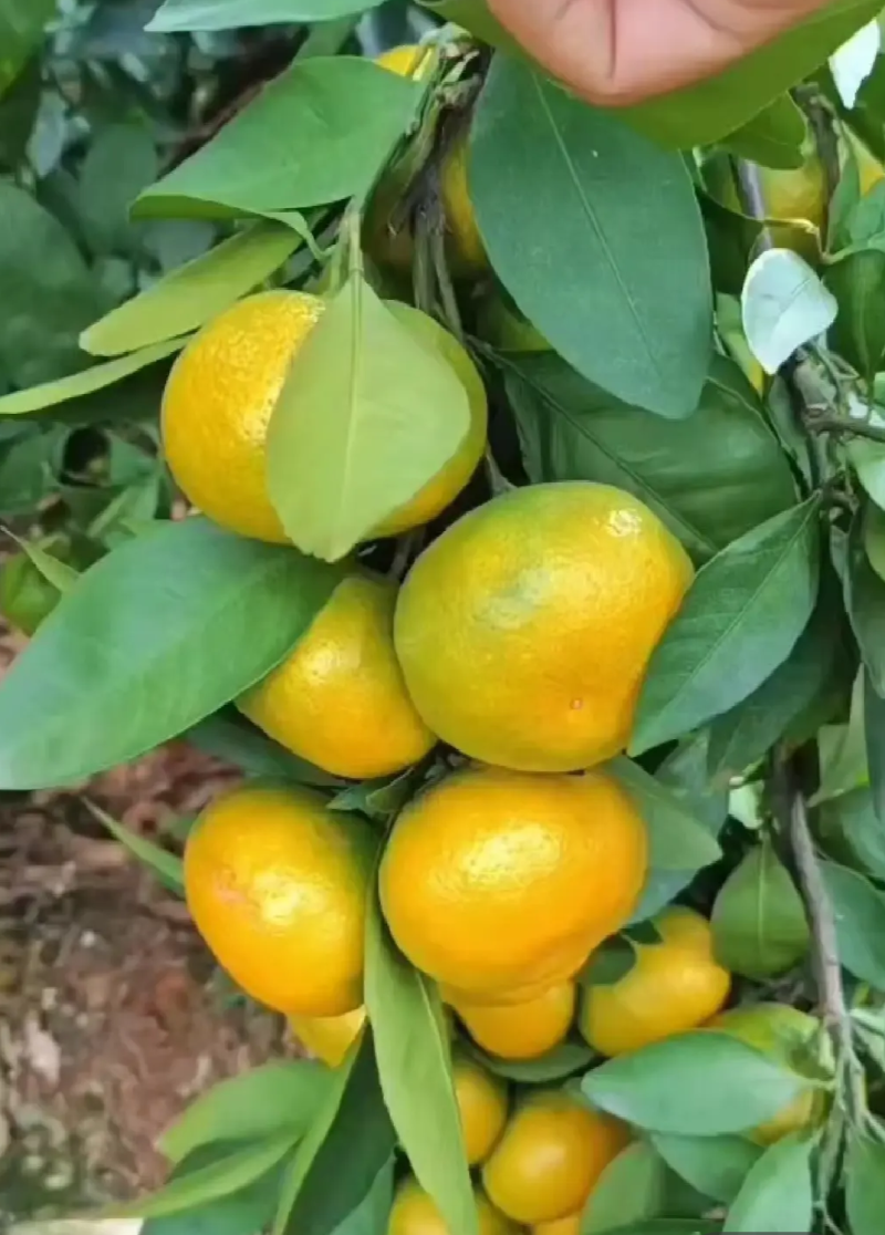 湖北高山早熟蜜橘皮薄多汁口感甜对应电商商超平台产地直发