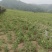 甘肃黄芪各规格都有自产自销假一赔十欢迎联系
