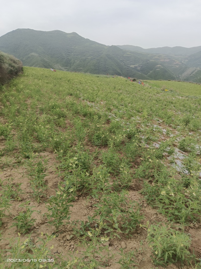 甘肃黄芪各规格都有自产自销假一赔十欢迎联系