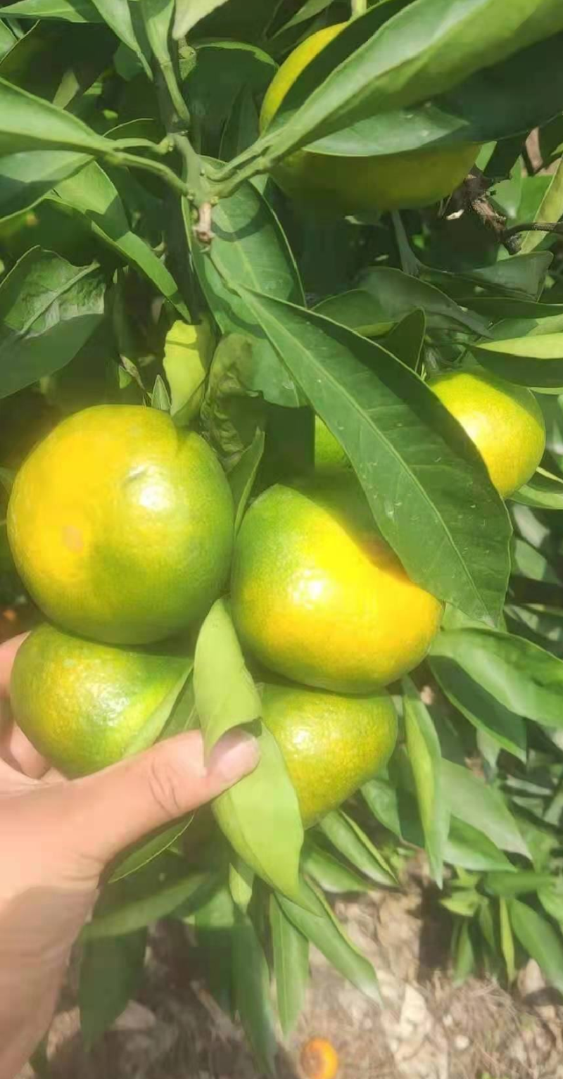 湖北高山早熟蜜橘皮薄多汁口感甜对应电商商超平台产地直发