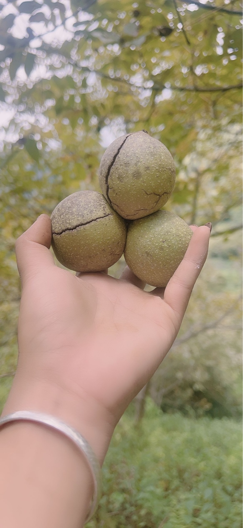 云南特产核桃大量上市，需要赶紧联系哈！