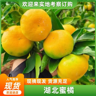 【诚信优选】蜜橘️产地直供量大从优视频看货