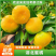 【诚信优选】蜜橘️产地直供量大从优视频看货
