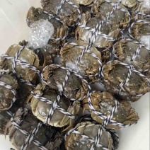 清水大闸蟹精美礼盒装产地直发量大优惠欢迎来电咨询
