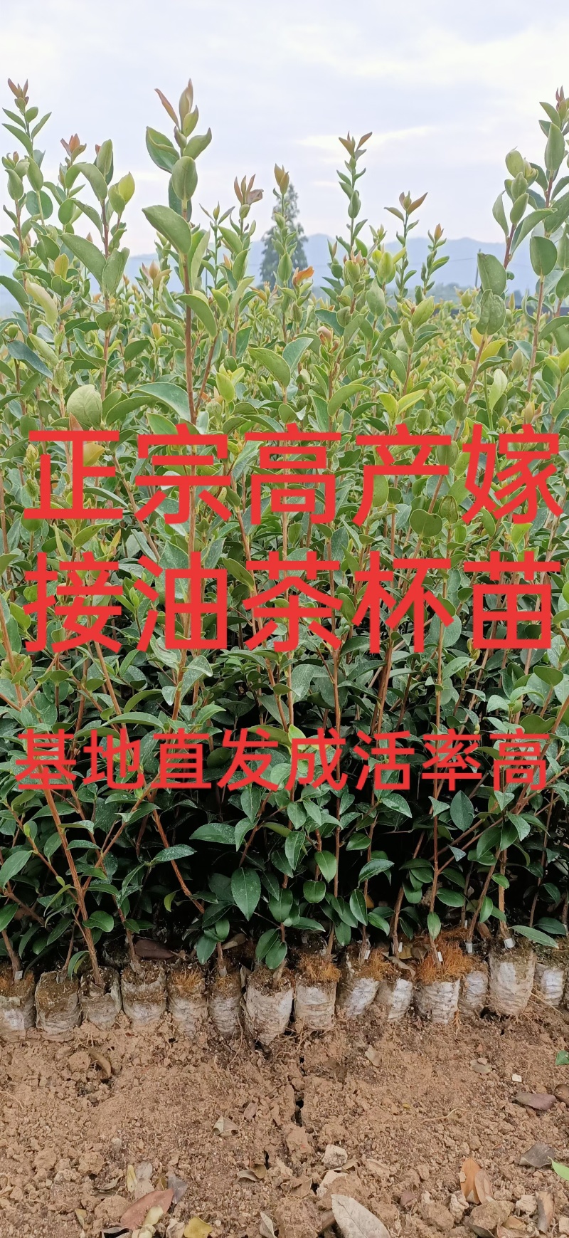 价格可谈量大从优江西油茶苗长林系列2年杯苗30公分以上