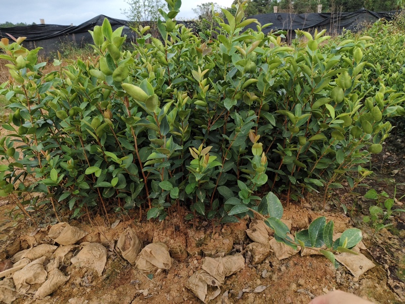 价格可谈量大从优江西油茶苗长林系列2年杯苗30公分以上