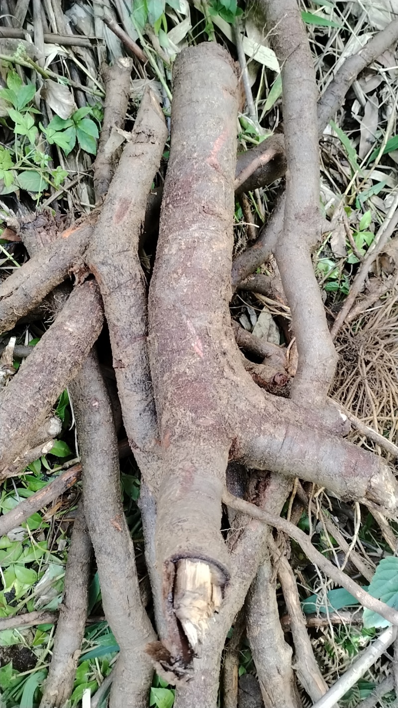 山苍子根
