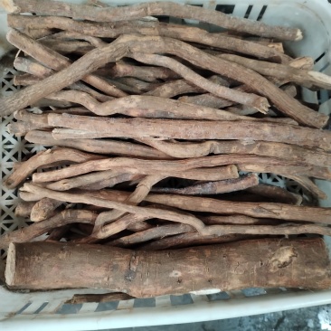山苍子根