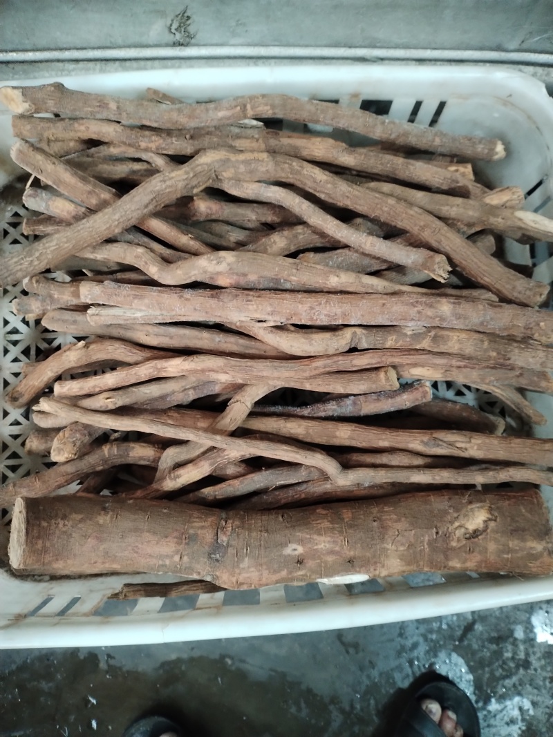 山苍子根