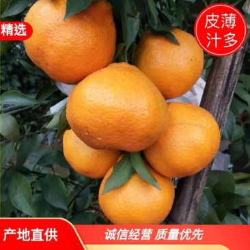 春见柑桔四川春见耙耙柑，多汁爽口，对接全国市场诚信经营