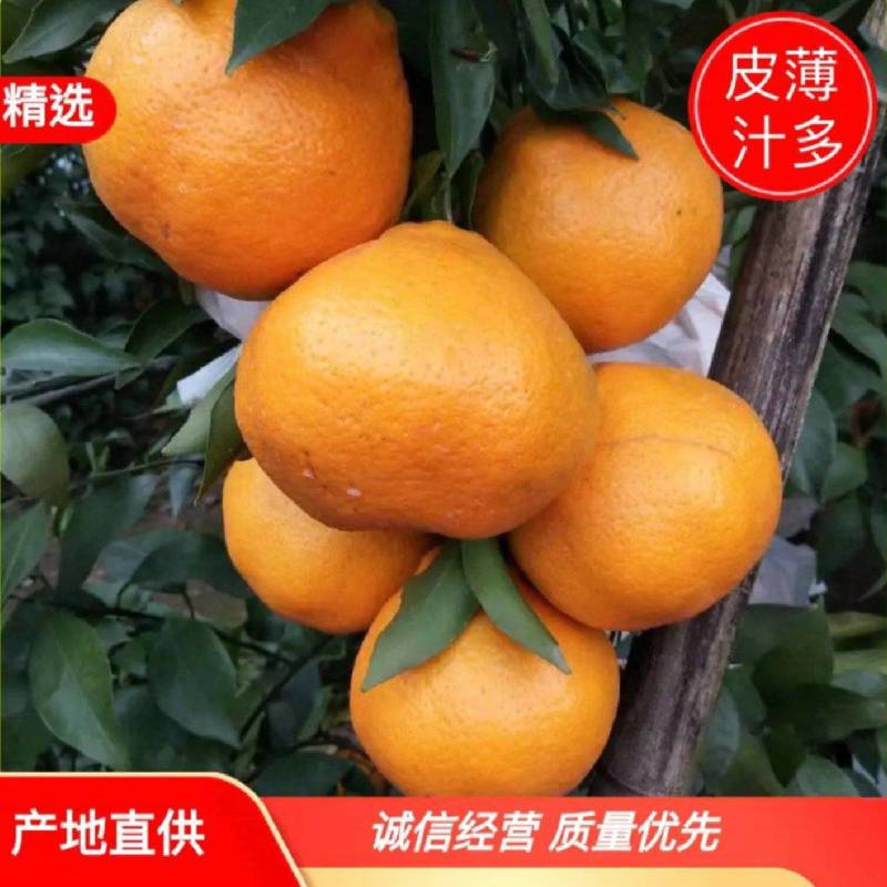 春见柑桔四川春见耙耙柑，多汁爽口，对接全国市场诚信经营