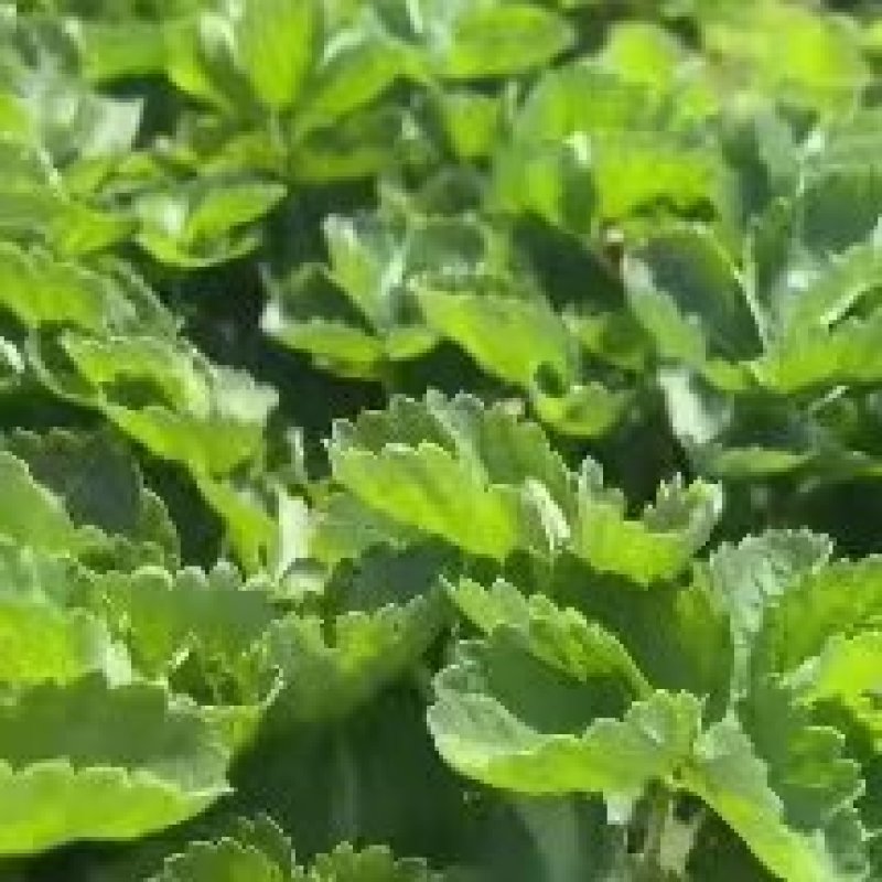 红颜草莓苗实地看苗现挖现卖