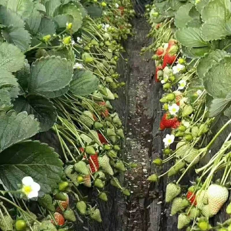 红颜草莓苗实地看苗现挖现卖