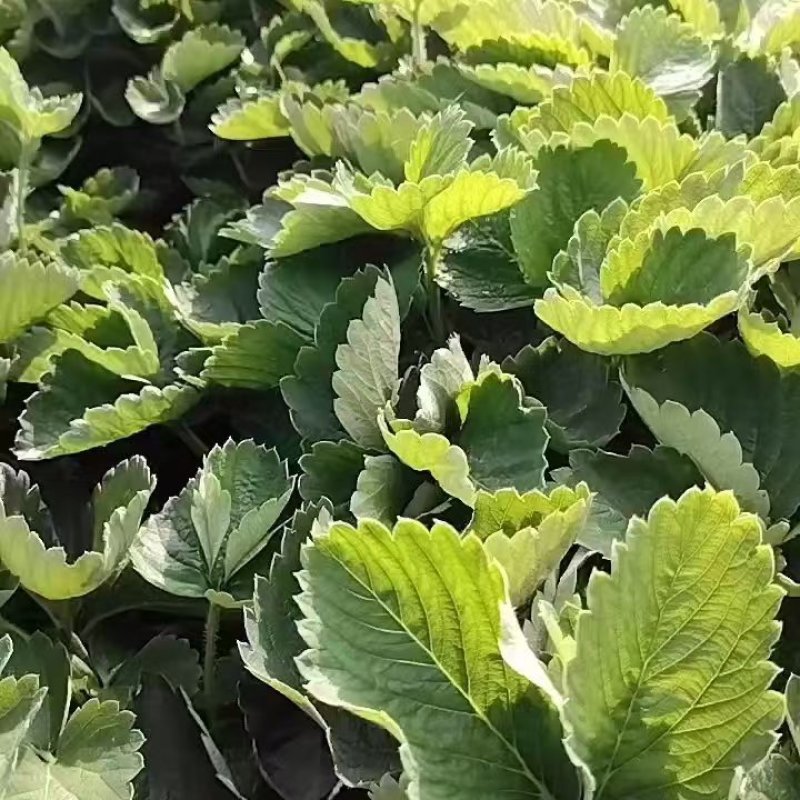 红颜草莓苗实地看苗现挖现卖