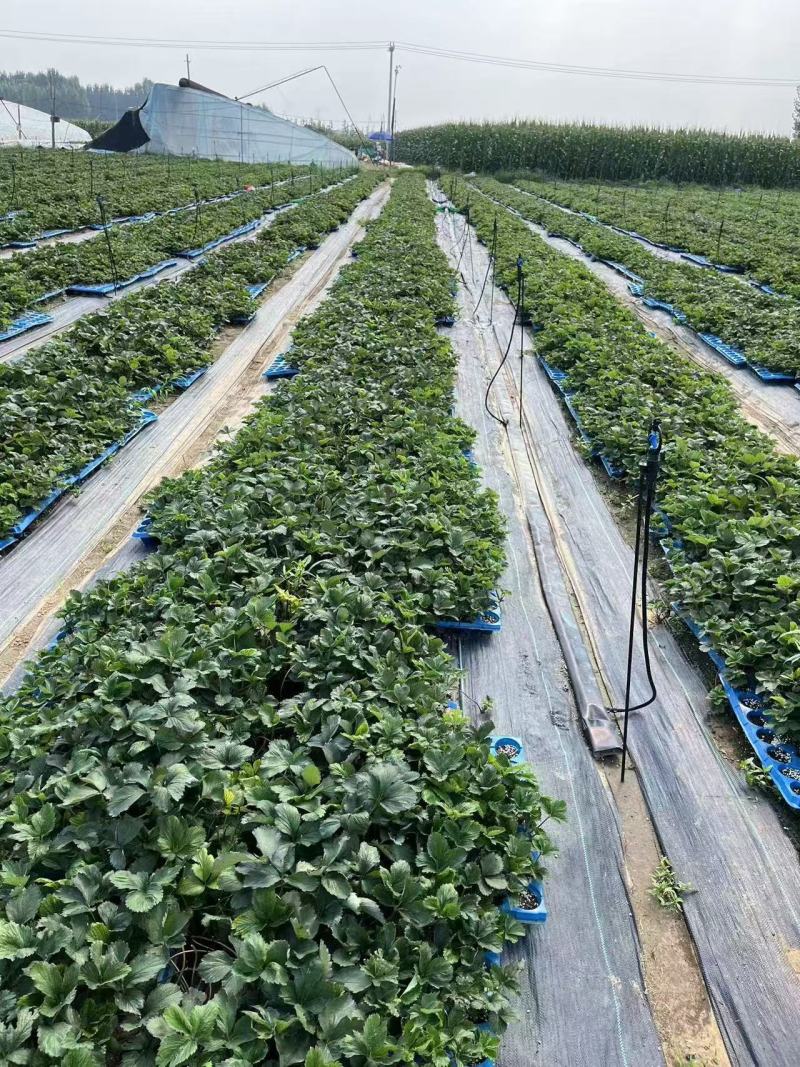 红颜草莓苗实地看苗现挖现卖