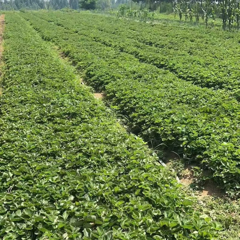红颜草莓苗实地看苗现挖现卖