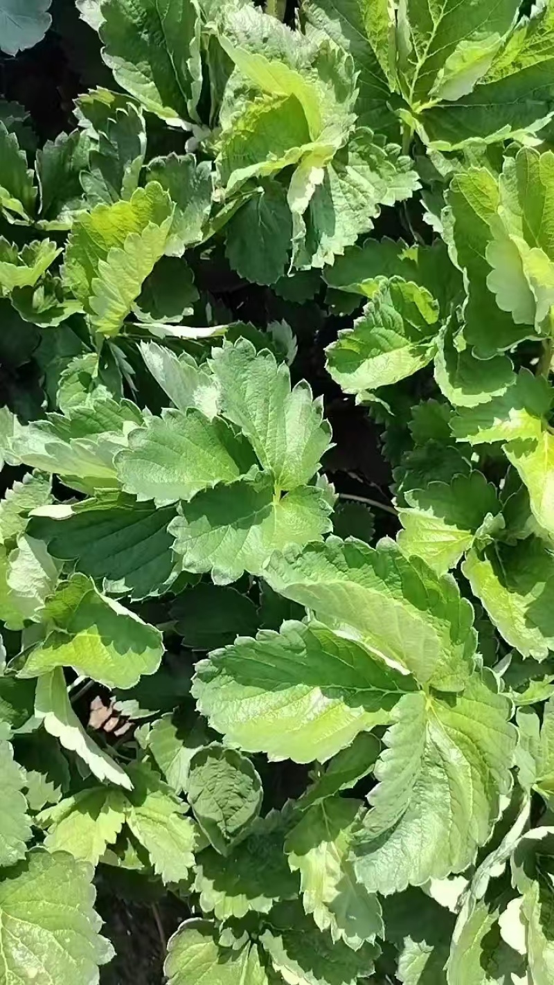 红颜草莓苗实地看苗现挖现卖