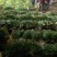 韭菜宽叶粗壮根深绿色叶面蔬菜人工种植