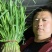 韭菜宽叶粗壮根深绿色叶面蔬菜人工种植